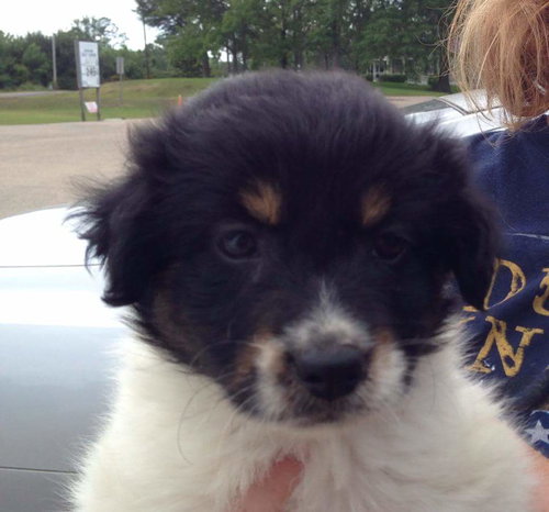 Bentley 