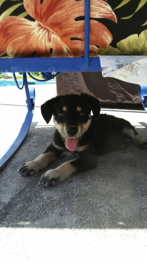 Oliver
