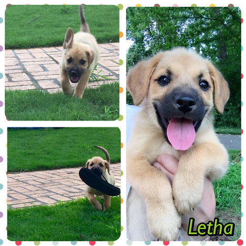 Letha