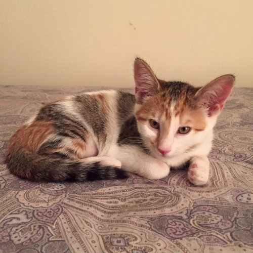 Clementine