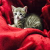 Charlie the kitten