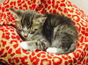 Charlie the kitten