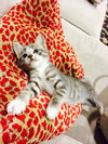 Lola the kitten
