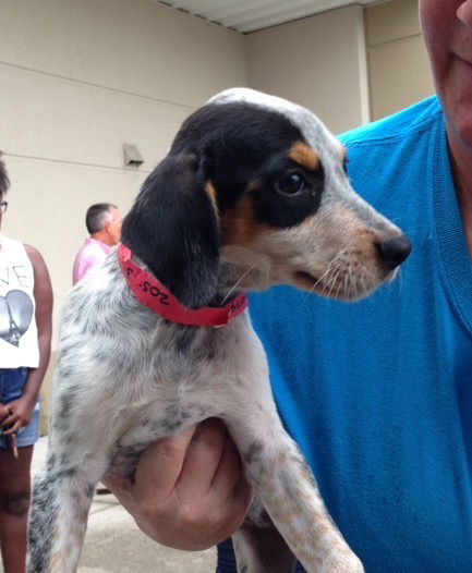 Bailey (Heeler pup)