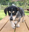 Baxter (Heeler pup)