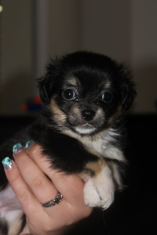 Tootsie