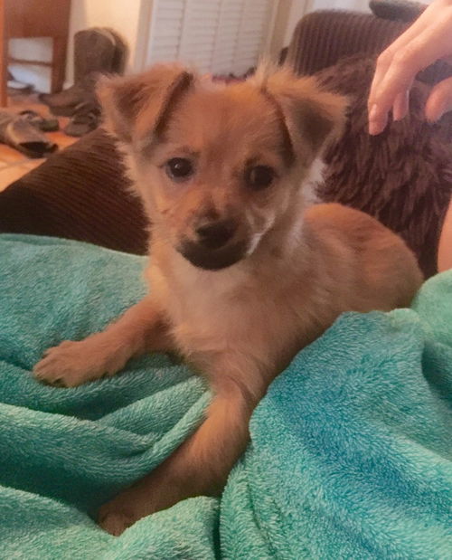 Nova