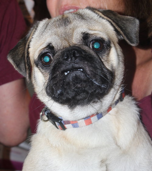 Buster the Pug