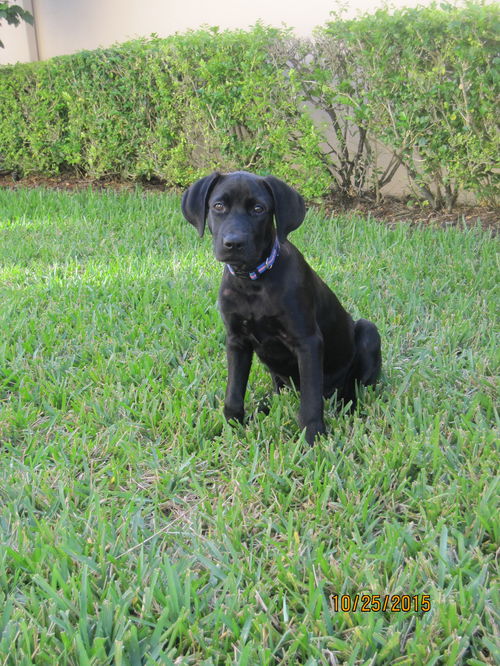 Savannah
