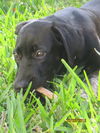 Savannah