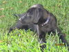 Savannah