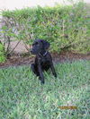 Savannah