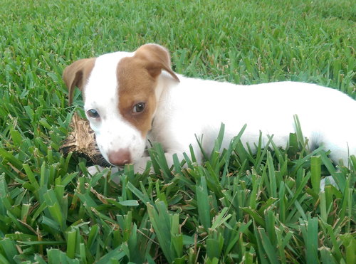 Bernie