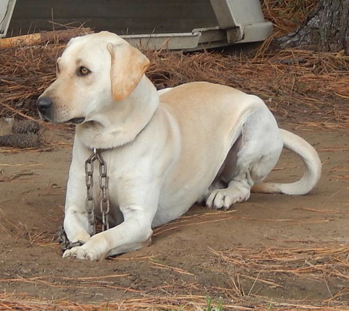 Buddy 