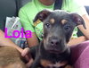 Lola