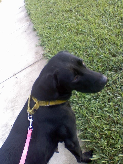 Jayda