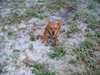 Rusty