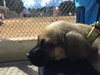 Jax