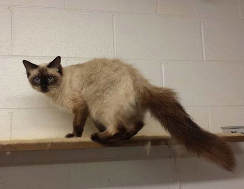 Cookie the Siamese