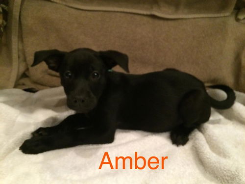 Amber