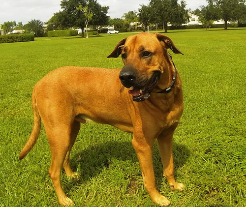 Buster