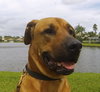 Buster