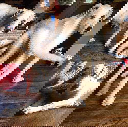 Sam