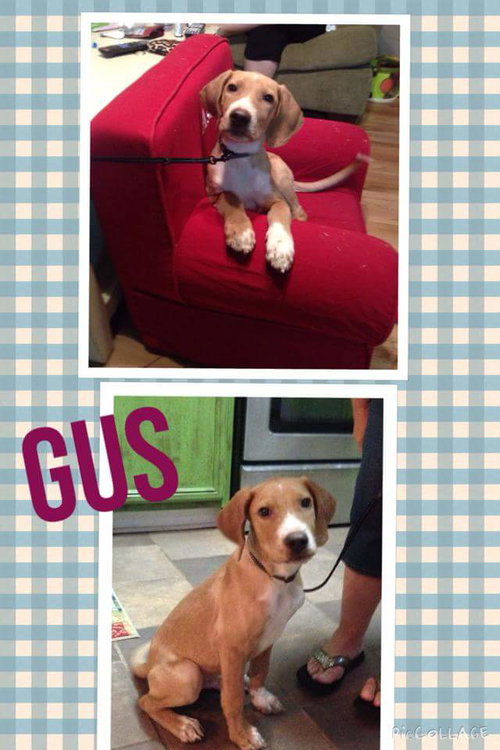 Gus