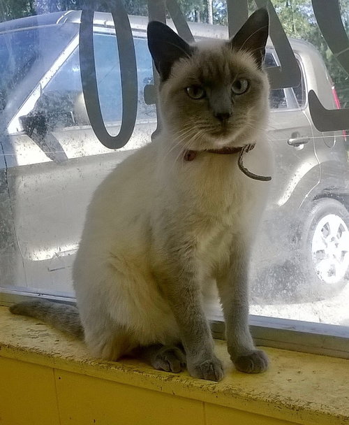 Cleo