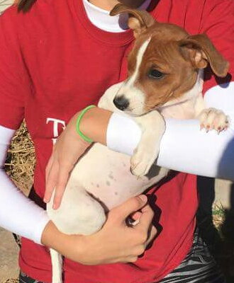 Biscuit the Jack Russell