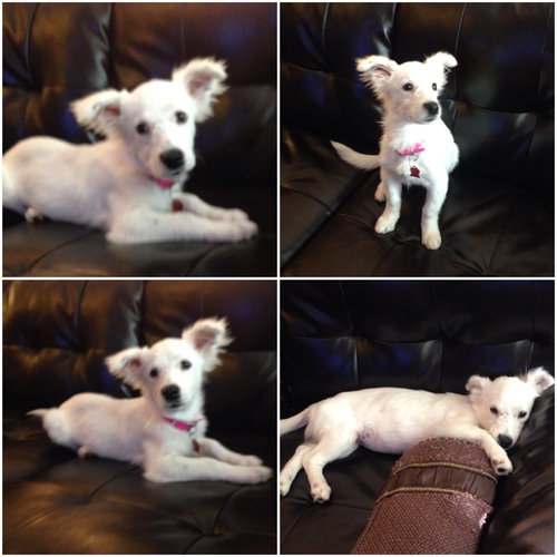 Millie