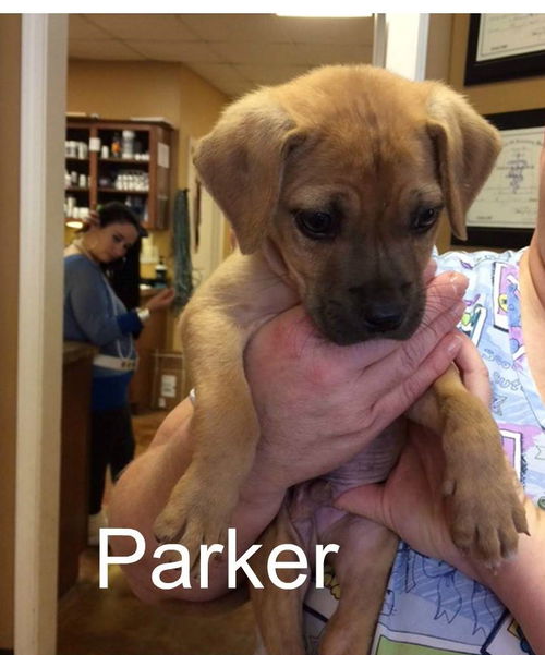 Parker