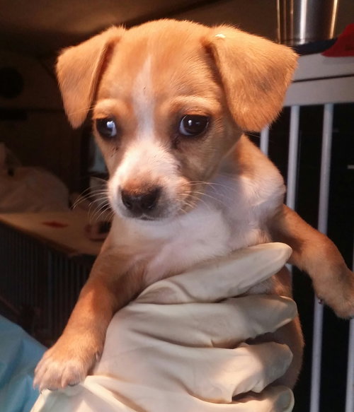 Honey puppy