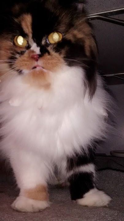 Cherry