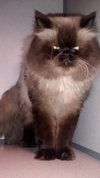 Chewbacca