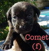 Comet