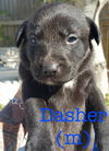 Dasher