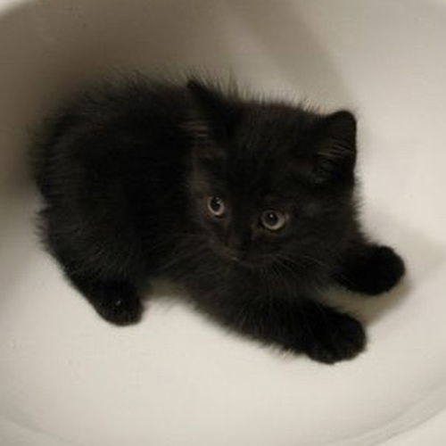 Milo (the kitten)