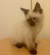 Fitz