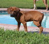 Ryder
