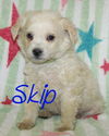 Skip