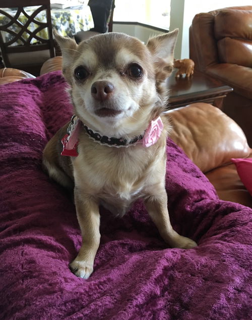 Bella (chihuahua)