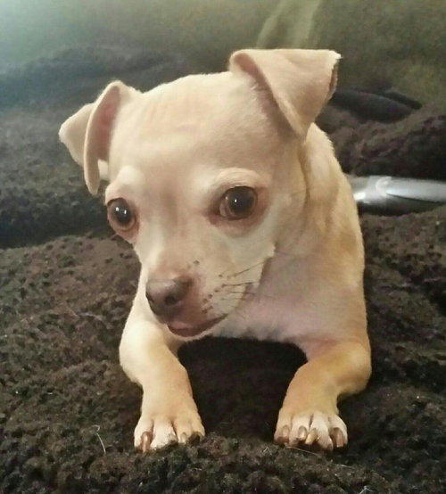 Sky - Chi/pug