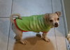 Sky - Chi/pug