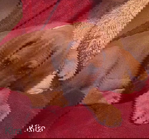 Kira