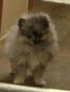Meatball