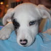 Annabelle the dog