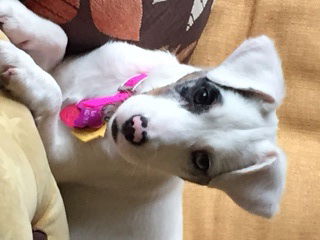 Annabelle the dog