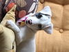 Annabelle the dog