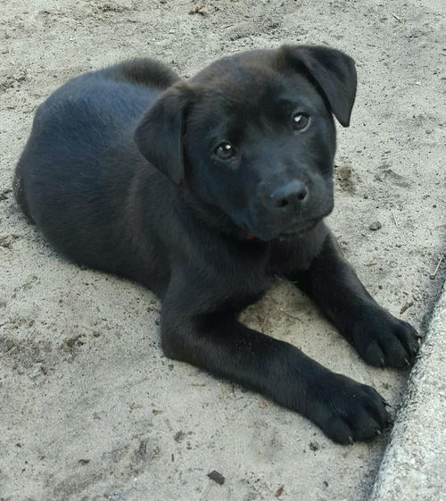 Eli
